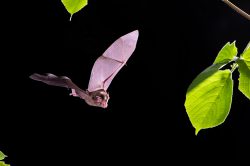 eastern-horseshoe-bat-rhinolophus-megaphyllus-6