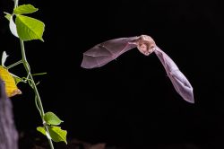 dusky-leaf-nosed-bat-hipposideros-ater-9