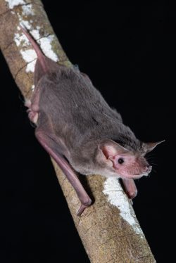 eastern-freetail-bat-ozimops-ridei-3
