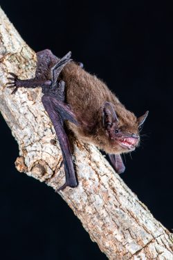 cape-york-pipistrells-pipistrellus-adamsi