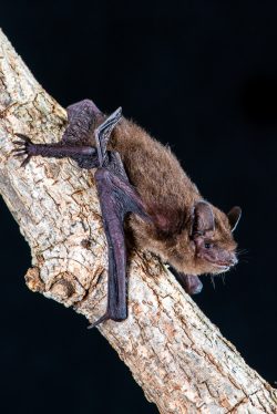 cape-york-pipistrells-pipistrellus-adamsi-2