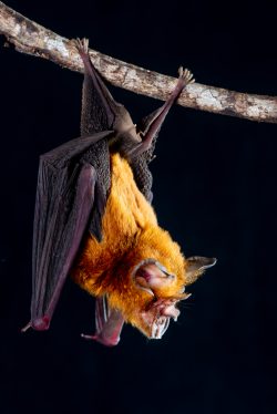 eastern-horseshoe-bat-rhinolophus-megaphyllus