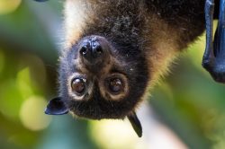 spectacled-flying-fox-pteropus-conspicilatus