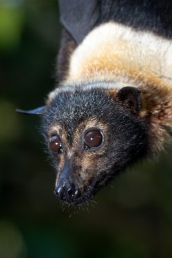 spectacled-flying-fox-pteropus-conspicilatus-2