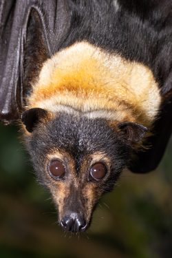 spectacled-flying-fox-pteropus-conspicilatus-3