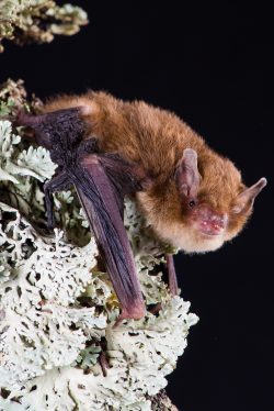 southern-forest-bat-vespadelus-regulus-4