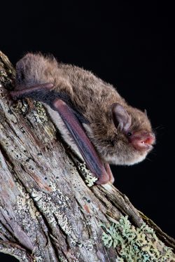little-forest-bat-vespadelus-vulturnus-5