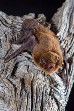 chocolate-wattled-bat-chalinolobus-morio-6