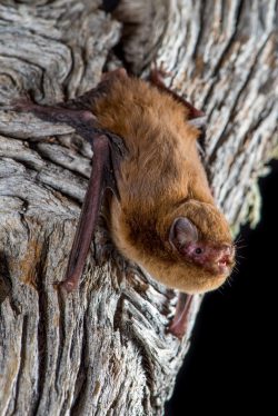 chocolate-wattled-bat-chalinolobus-morio-7