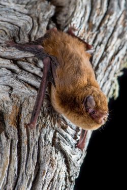 chocolate-wattled-bat-chalinolobus-morio-8