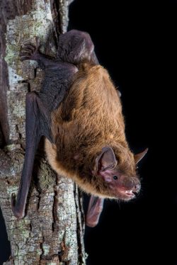 eastern-falsistrelle-falsistrellus-tasmaniensis