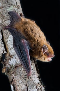 southern-forest-bat-vespadelus-regulus-5