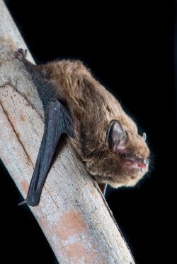 Vespadelus regulus