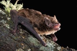 eastern-falsistrelle-falsistrellus-tasmaniensis