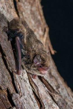 little-forest-bat-vespadelus-vulturnus-8