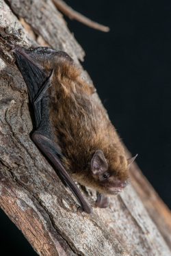 southern-forest-bat-vespadelus-regulus-3