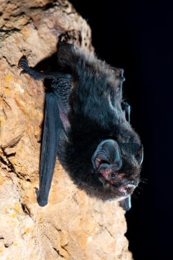 large-eared-pied-bat-chalinolobus-dwyeri-5