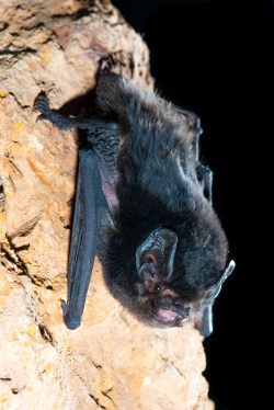large-eared-pied-bat-chalinolobus-dwyeri-6