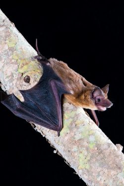 mangrove-freetail-bat-ozimops-coburgiana-2