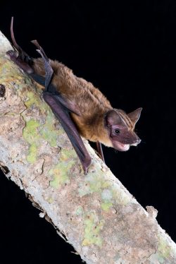 mangrove-freetail-bat-ozimops-coburgianus-3