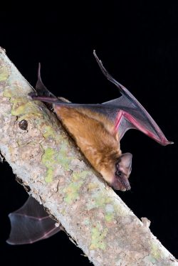 mangrove-freetail-bat-ozimops-coburgianus-4