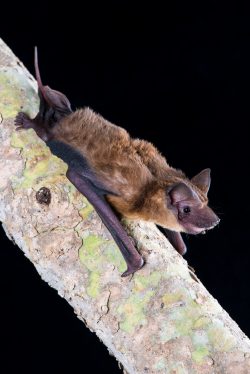 mangrove-freetail-bat-ozimops-coburgianus-5