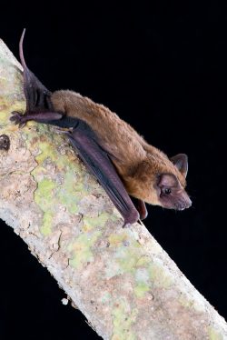 mangrove-freetail-bat-ozimops-coburgianus-6