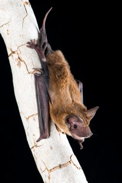mangrove-freetail-bat-ozimops-coburgianus
