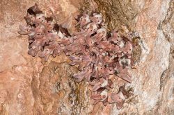 ghost-bat-macroderma-gigas-19
