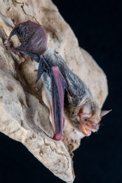 kimberley-cave-bat-vespadelus-douglasorum-4