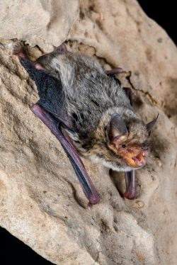 kimberley-cave-bat-vespadelus-douglasorum-5