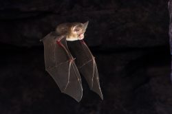 dusky-leaf-nosed-bat-hipposideros-ater-10