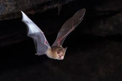 Australian wildlife photography