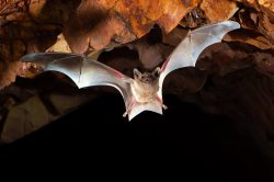 hills-sheathtail-bat-taphozous-hilli