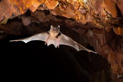 hills-sheathtail-bat-taphozous-hilli-2