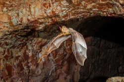 ghost-bat-macroderma-gigas-20