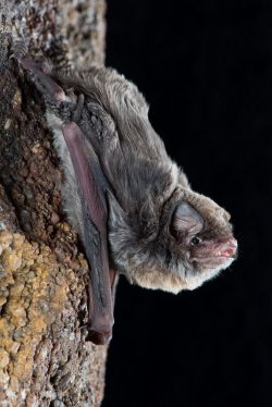 northern-bentwing-bat-miniopterus-orianae-orianae-4