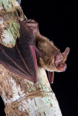 arnhem-long-eared-bat-nyctophilus-arnhemensis-2