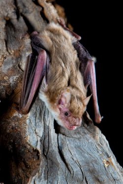 little-broad-nosed-bat-scotorepens-greyi-4