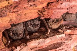 hills-sheathtail-bat-taphozous-hilli-3