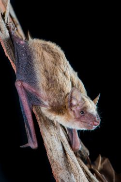 inland-broad-nosed-bat-scotorepens-balstoni