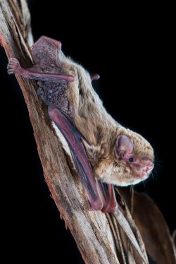 chocolate-wattled-bat-chalinolobus-morio-9