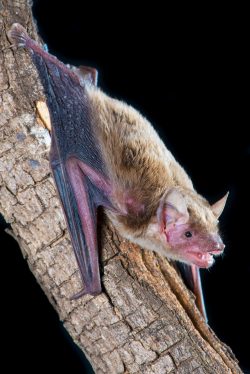 inland-broad-nosed-bat-scotorepens-balstoni-2