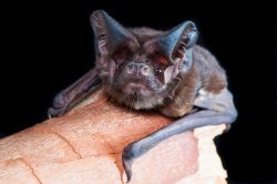 white-striped-mastiff-bat-austronomus-australis