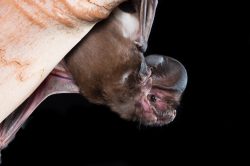 white-striped-mastiff-bat-austronomus-australis-2
