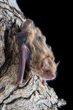little-forest-bat-vespadelus-vulturnus-6