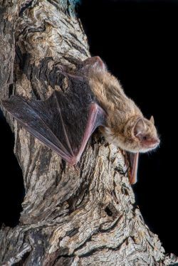 little-forest-bat-vespadelus-vulturnus-7