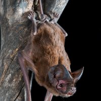 Australian Bats