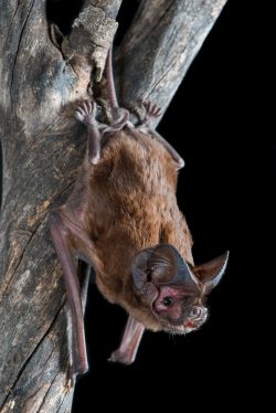 white-striped-mastiff-bat-austronomus-australis-3
