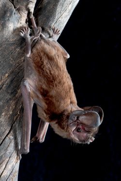 white-striped-mastiff-bat-austronomus-australis-4